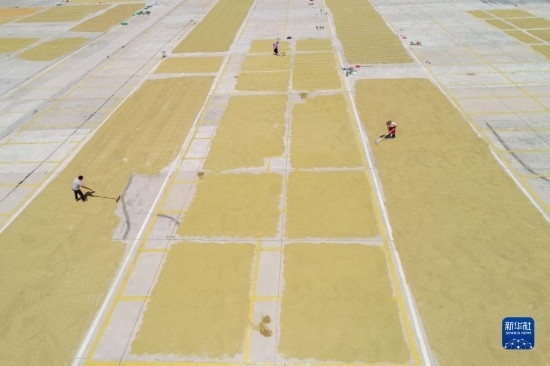 9月16日，村民在貴州省黔東南苗族侗族自治州丹寨縣金泉街道晾曬稻谷（無人機照片）。