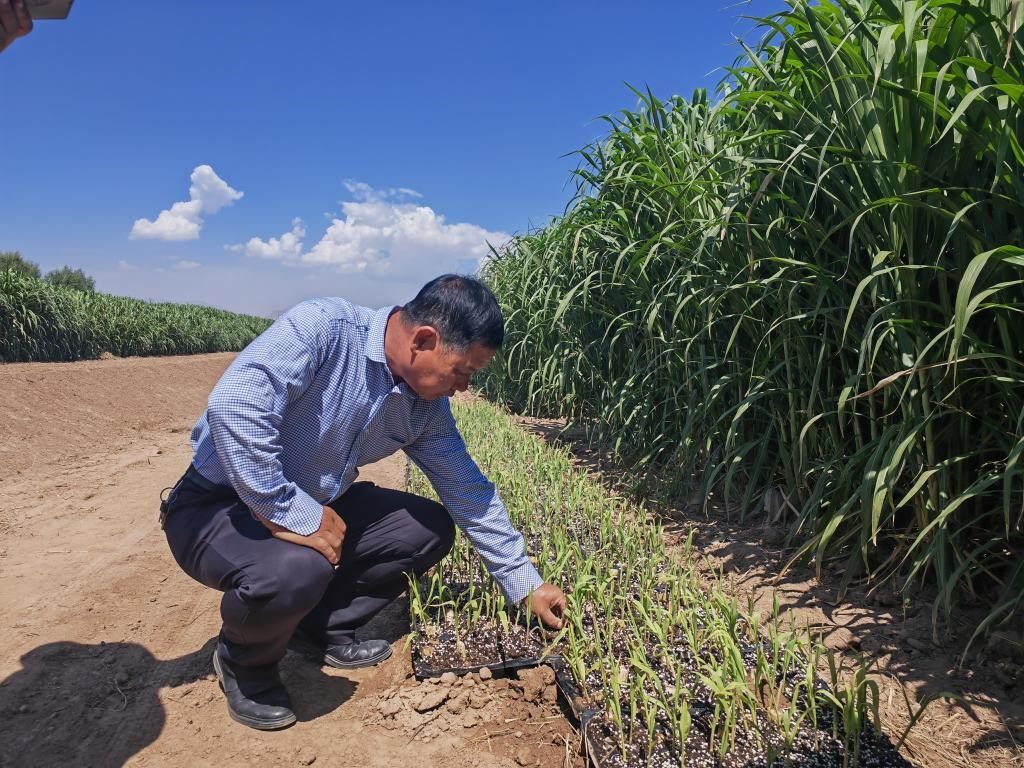 高級農(nóng)藝師周興德向記者介紹巨菌草幼苗（2023年9月1日攝）。新華社記者馬麗娟 攝