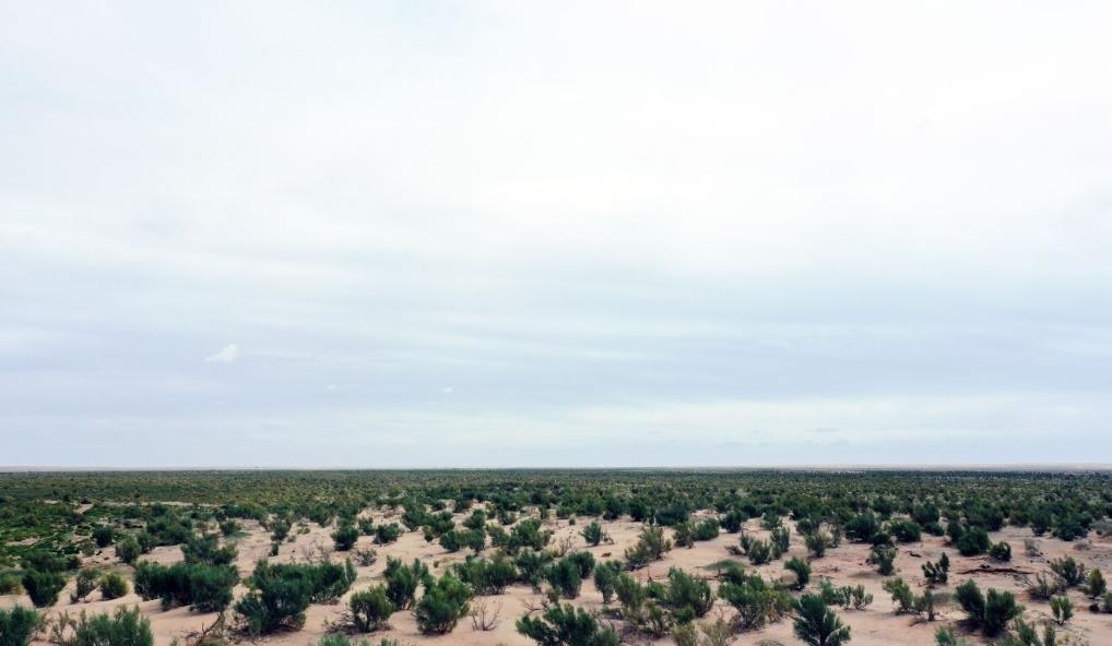 經(jīng)過封禁保護和人工種植梭梭后恢復(fù)綠色的草場（2023年9月12日攝）。新華社記者李云平 攝