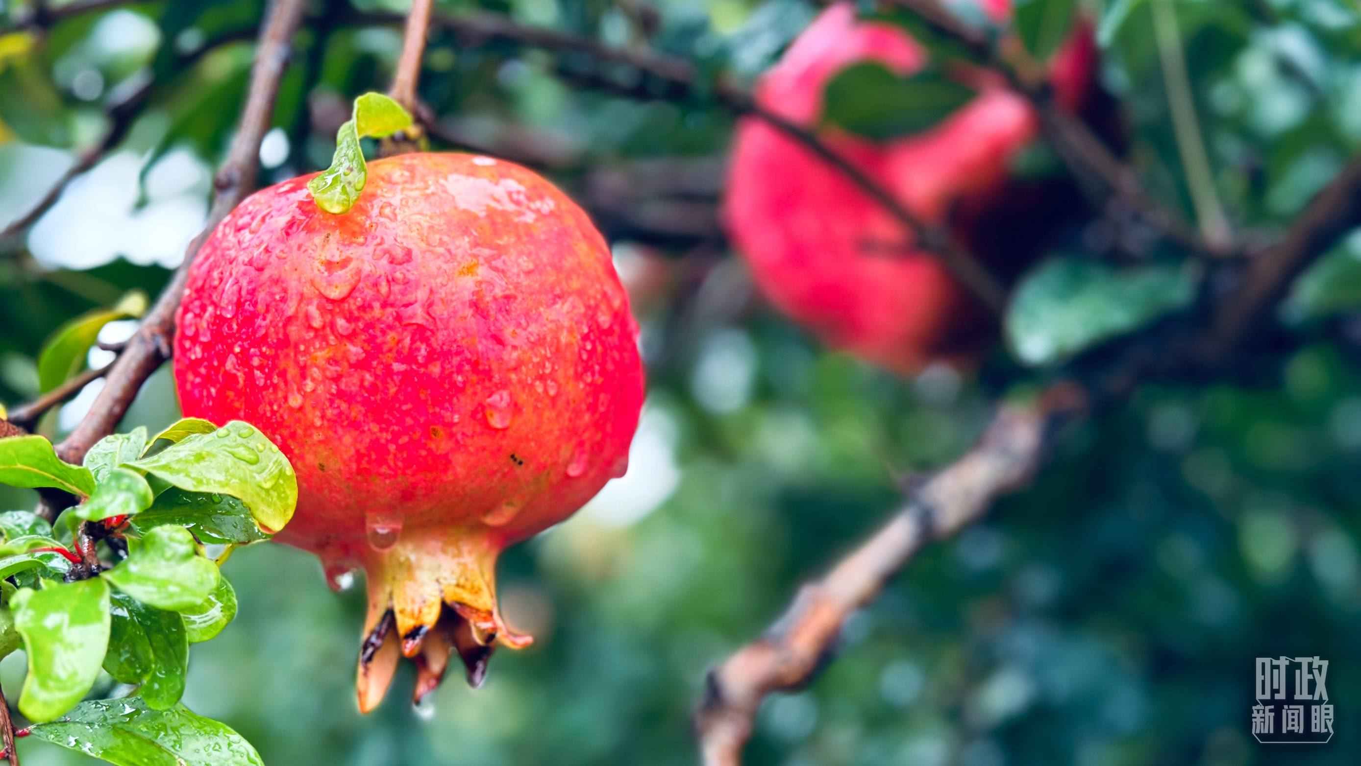 △一場秋雨過后，石榴更顯晶瑩。（總臺央視記者李輝、范一鳴拍攝）