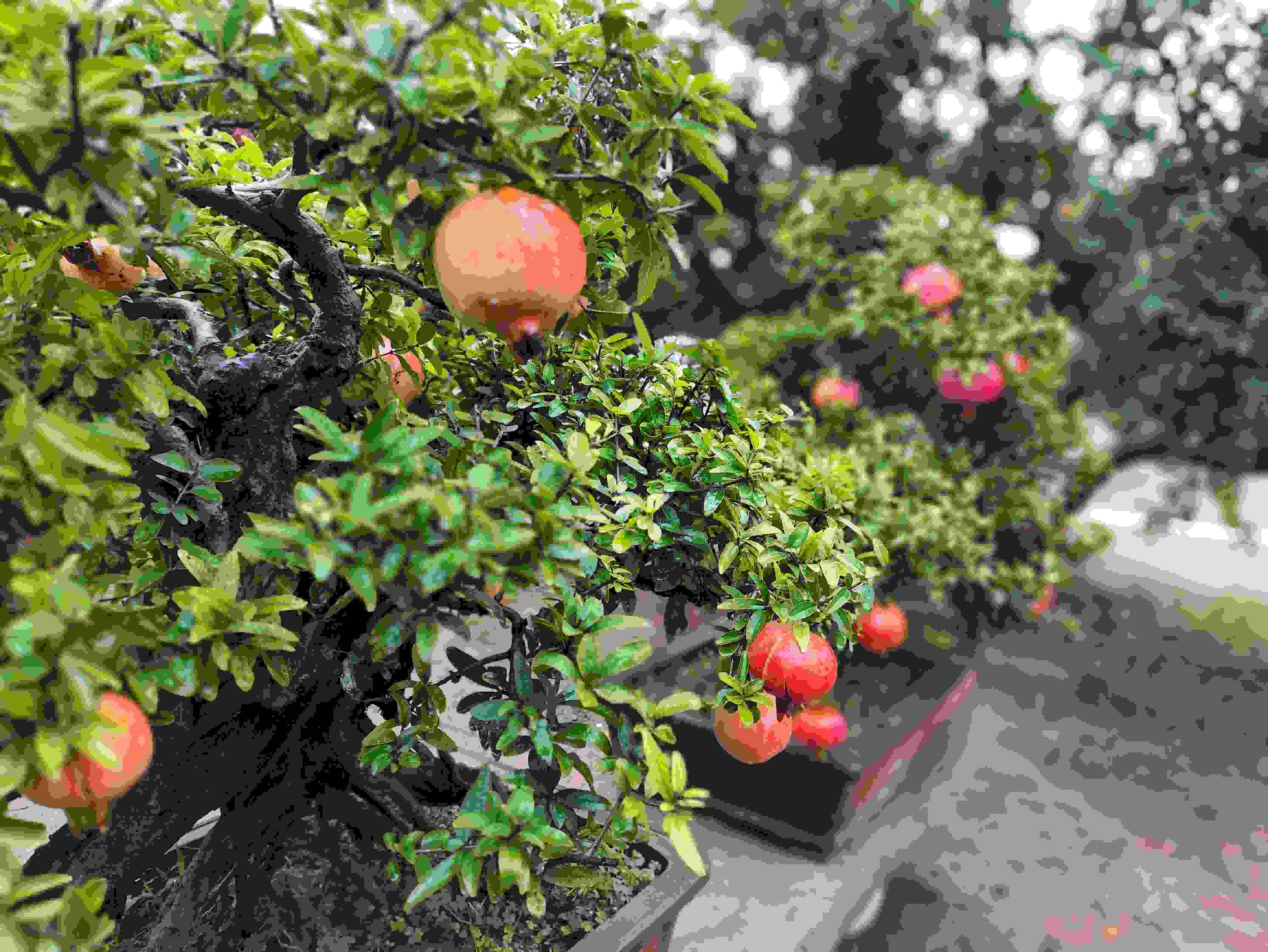 △石榴的發(fā)展帶動(dòng)了當(dāng)?shù)厥衽杈爱a(chǎn)業(yè)。（總臺(tái)央視記者鐘信偉拍攝）