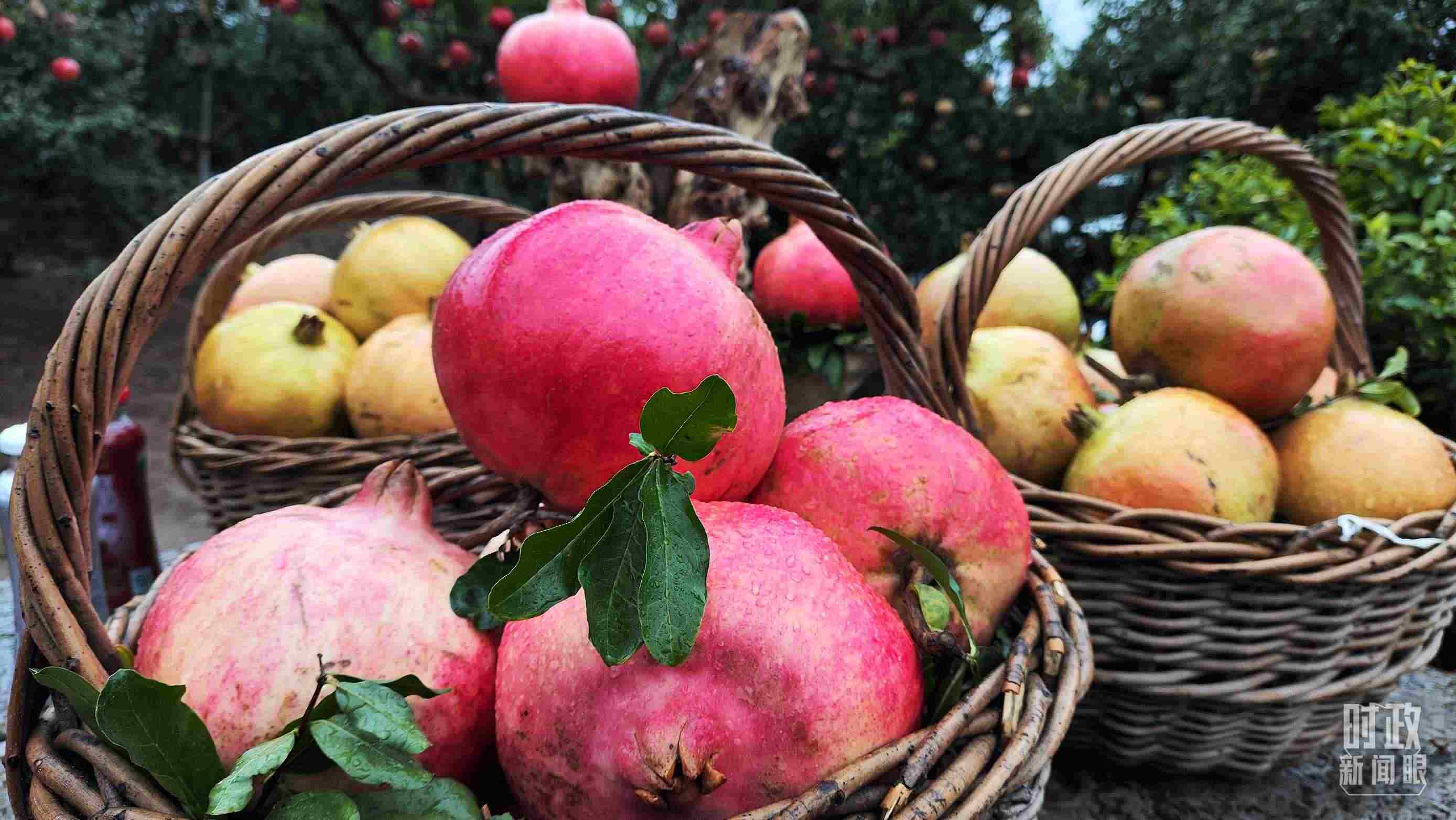 △種植園內(nèi)新鮮采摘的石榴。（總臺央視記者鐘信偉拍攝）