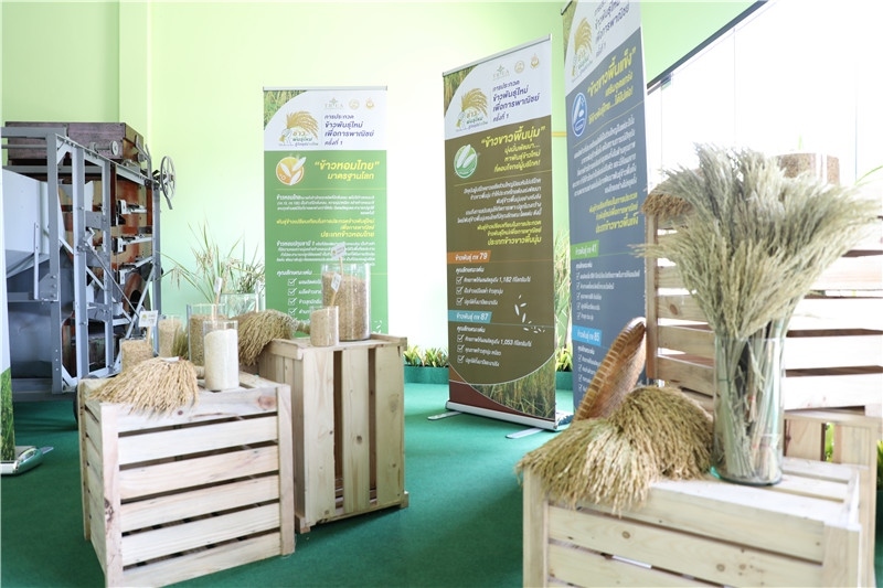 圖為泰國農(nóng)業(yè)與合作社部培育的優(yōu)質(zhì)稻種。泰國商務部供圖