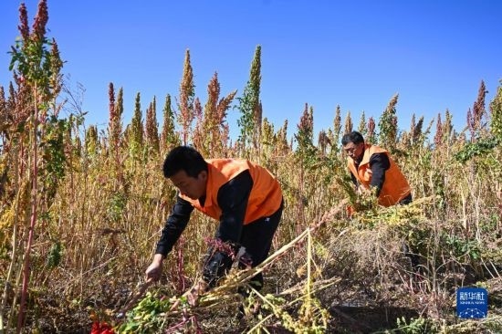 9月28日，農(nóng)民參加內(nèi)蒙古武川縣首屆藜麥開鐮節(jié)割藜麥比賽。