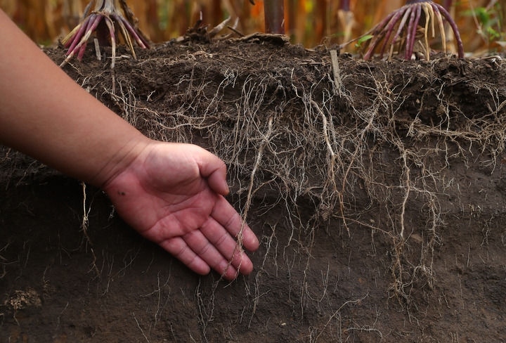 在遼寧省鐵嶺縣蔡牛鎮(zhèn)，張莊玉米合作社的農(nóng)民向外地農(nóng)民介紹黑土地保護和玉米秸稈還田情況（2023年9月26日攝）。新華社記者 楊青 攝