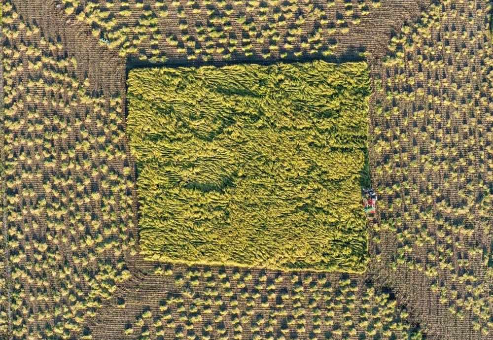 在吉林省舒蘭市平安鎮(zhèn)金星村，農(nóng)民駕駛農(nóng)機收割水稻（2023年9月21日攝，無人機照片）。新華社記者 張楠 攝