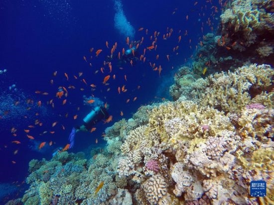  10月2日，人們在埃及西奈半島達(dá)哈布藍(lán)洞內(nèi)的珊瑚旁深潛。新華社記者 隋先凱 攝
