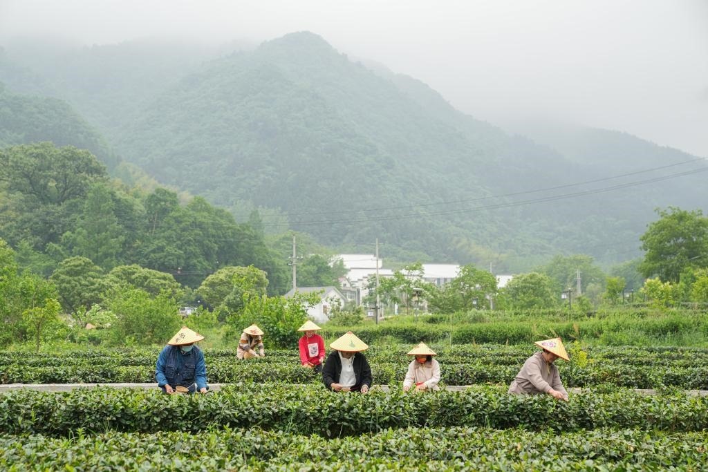 2022年5月11日，村民在大灣村生態(tài)茶園內(nèi)采摘茶葉。新華社記者杜宇攝