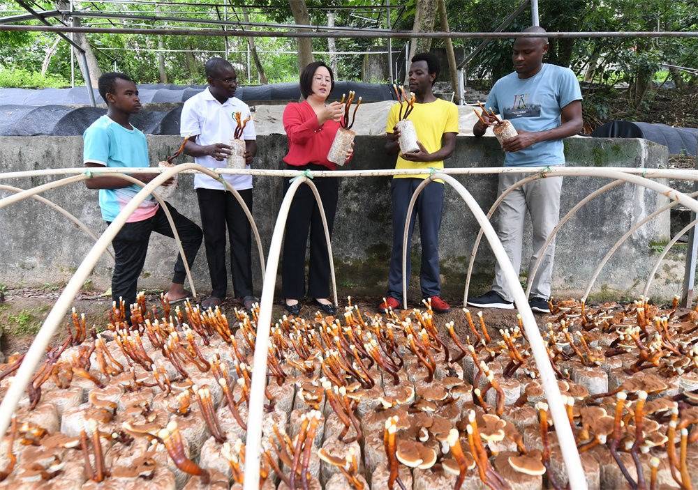 2021年8月12日，福建農(nóng)林大學國家菌草工程技術研究中心副主任林冬梅（中）為非洲留學生講解菌草鹿角靈芝的栽培情況。新華社記者 林善傳 攝