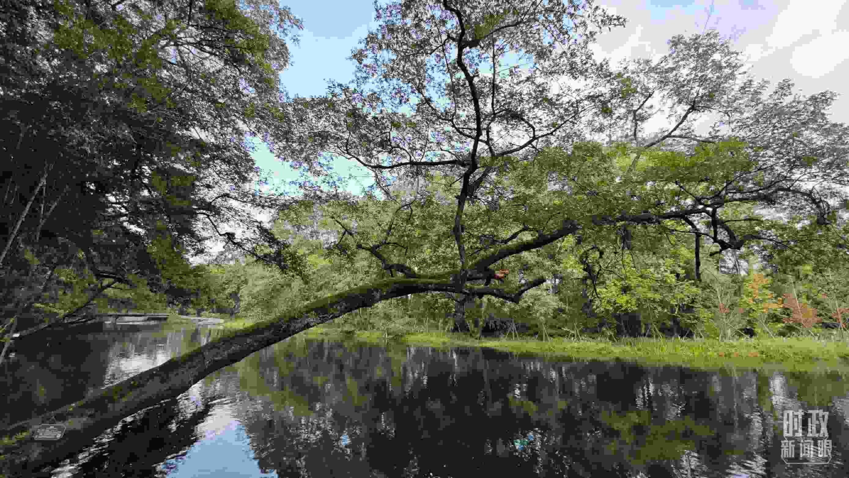 △饒河源國(guó)家濕地公園。（總臺(tái)央視記者郁振一拍攝）