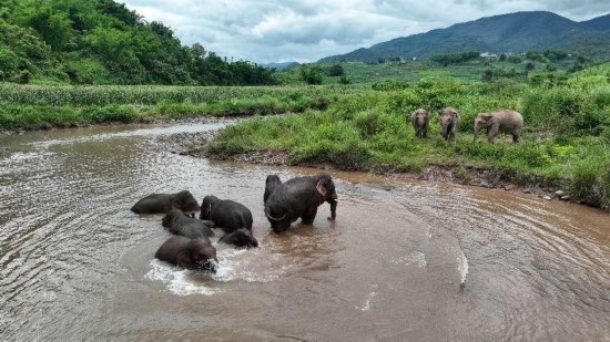 野生亞洲象組團泡澡降溫解暑。何有剛攝