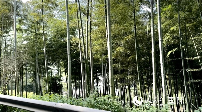 沿途中的竹林。人民網(wǎng)記者 周雨攝