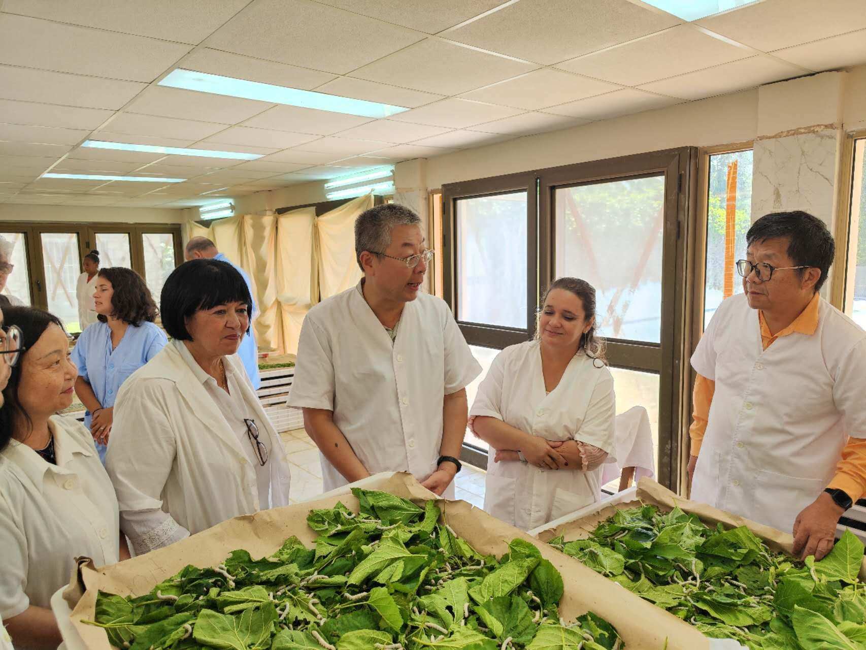 2023年5月23日，中國駐古巴大使馬輝考察古中蠶?？萍己献髦行?。來源：中國駐古巴大使館官網