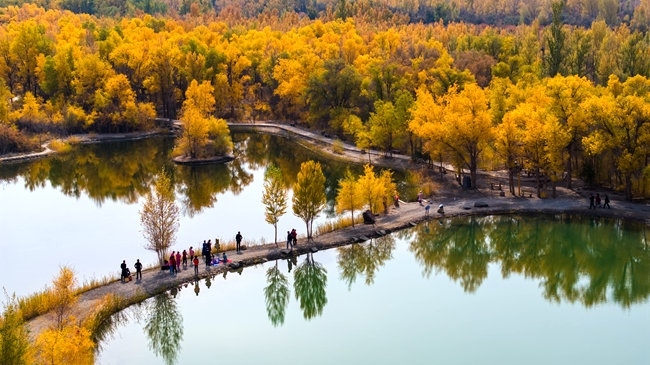 胡楊林金碧耀眼。蘭州局集團(tuán)公司融媒體中心供圖