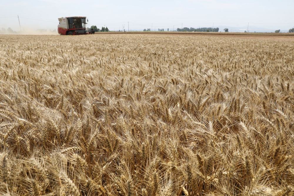  河南省焦作市溫縣黃河街道張王莊村村民駕駛收割機在田間收獲小麥（2023年6月6日攝）。新華社發(fā)（徐宏星 攝）