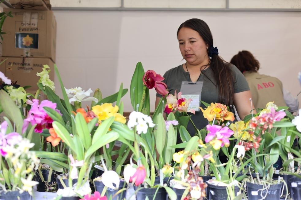 9月14日至17日，哥倫比亞首都波哥大舉辦蘭花展。