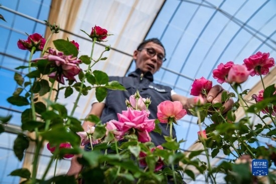 在云南省安寧市現(xiàn)代農(nóng)業(yè)園區(qū)玫瑰種植示范園，技術(shù)員田連通觀察玫瑰花（10月20日攝）。