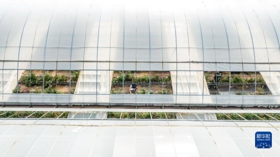 云南省安寧市現(xiàn)代農(nóng)業(yè)園區(qū)玫瑰種植示范園一景（無(wú)人機(jī)照片，10月20日攝）。