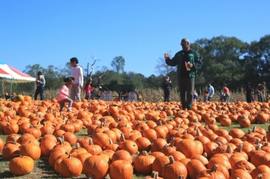  2020年10月31日，在美國新奧爾良市，人們?cè)谀瞎限r(nóng)場里玩耍。新華社發(fā)（魏蘭攝）