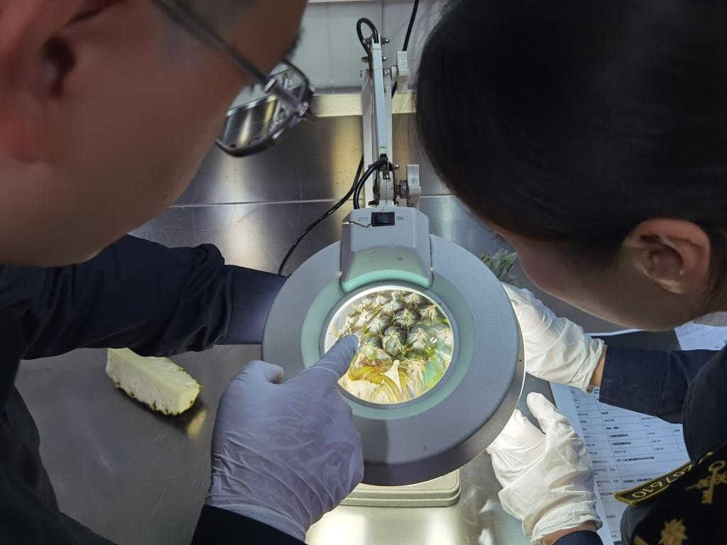 11月3日，上海海關關員對首批入境中國、參展第六屆進博會的貝寧菠蘿進行檢驗檢疫。新華社記者 吳宇 攝