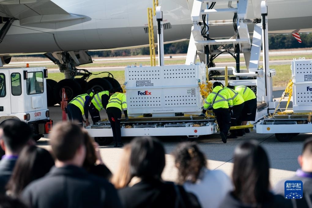 11月8日，在美國(guó)弗吉尼亞州的華盛頓杜勒斯國(guó)際機(jī)場(chǎng)，裝有大熊貓的特制“旅行包廂”準(zhǔn)備運(yùn)上專(zhuān)機(jī)。新華社記者劉杰攝