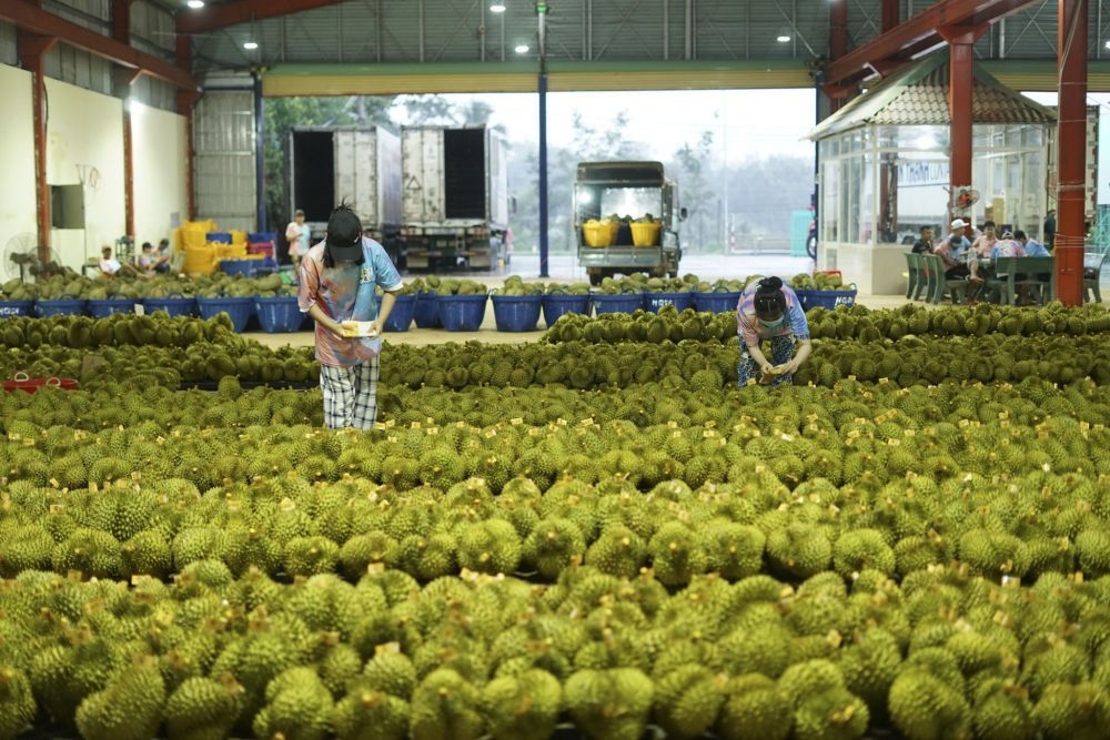 2023年9月15日，在越南多樂省一家榴蓮加工廠，工人在給即將出口到中國的榴蓮包裝貼牌。隨著《區(qū)域全面經(jīng)濟(jì)伙伴關(guān)系協(xié)定》紅利釋放，中國—東盟貿(mào)易規(guī)模進(jìn)一步擴(kuò)大。越來越多東盟國家的優(yōu)質(zhì)水果便捷地進(jìn)入中國市場，走上消費(fèi)者的餐桌。