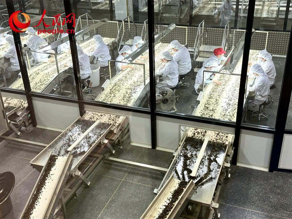 工人在對茶葉進(jìn)行目視揀剔。人民網(wǎng)記者 劉微攝