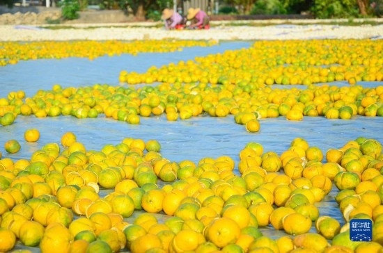 11月25日在廣東省江門市新會區(qū)拍攝的在空地上晾曬的新會柑皮。