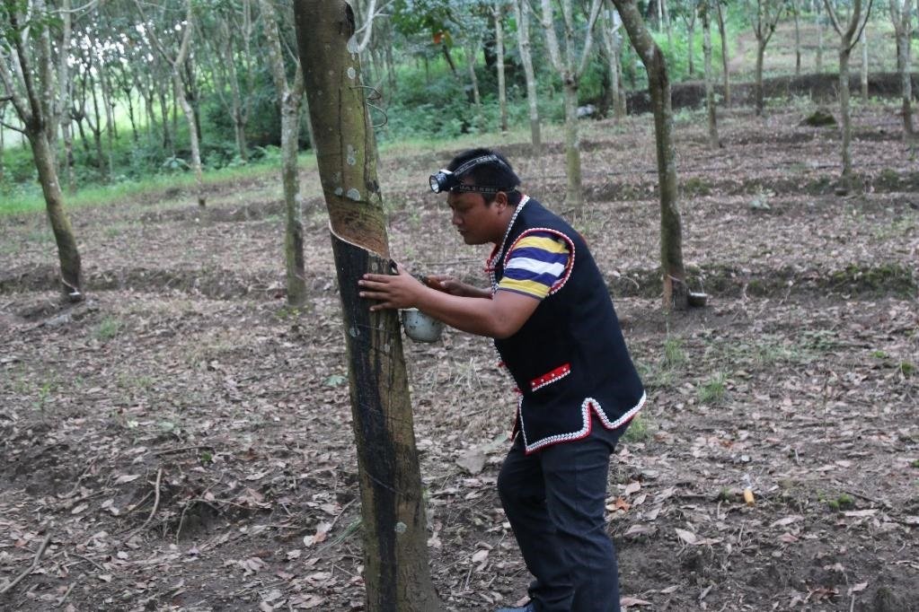 2017年10月，云南省永德縣團(tuán)樹(shù)村佤族膠農(nóng)蔣文富在割膠