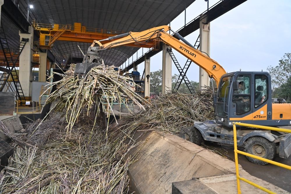 12月14日，在廣西來賓東糖鳳凰有限公司，員工操作機械將甘蔗投入傳送帶，準備送往壓榨車間。