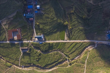 漠源鄉(xiāng)西柚基地。將樂(lè)縣農(nóng)業(yè)農(nóng)村局供圖