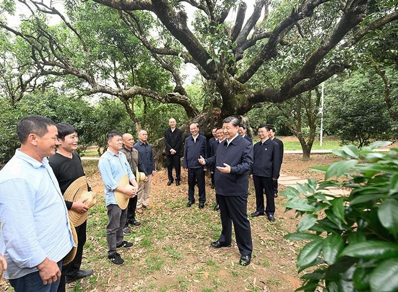 2023年4月11日，習(xí)近平總書記在廣東茂名柏橋村荔枝種植園，同現(xiàn)場技術(shù)人員親切交流。