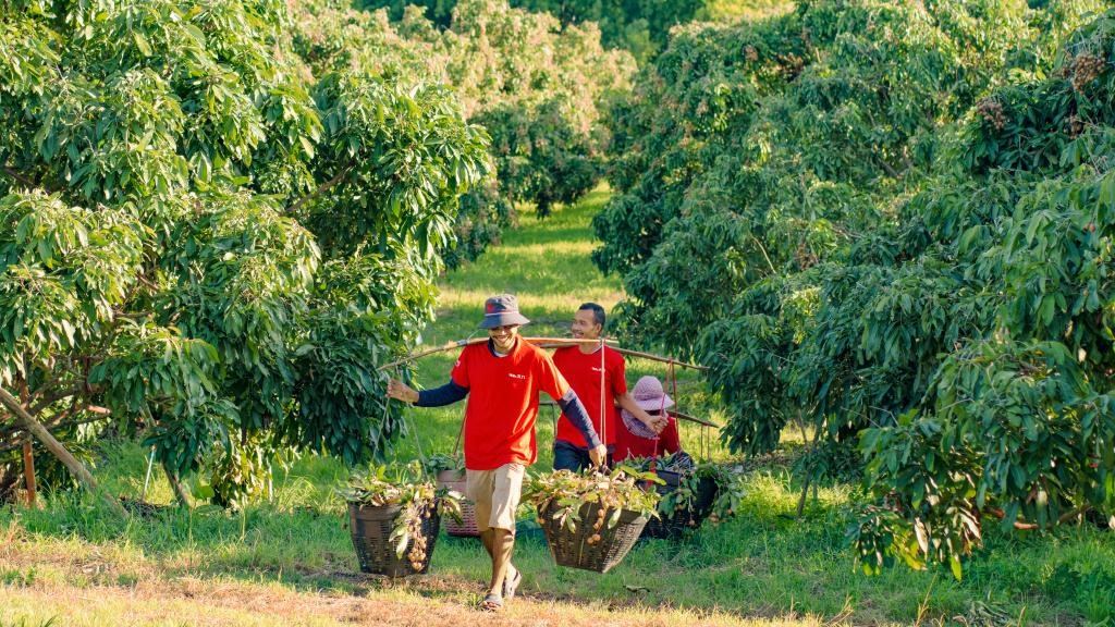 2023年10月，泰國尖竹汶府的龍眼種植園內(nèi)，采果工人正在運輸新采摘的龍眼。（黎銀成攝 新華社發(fā)）