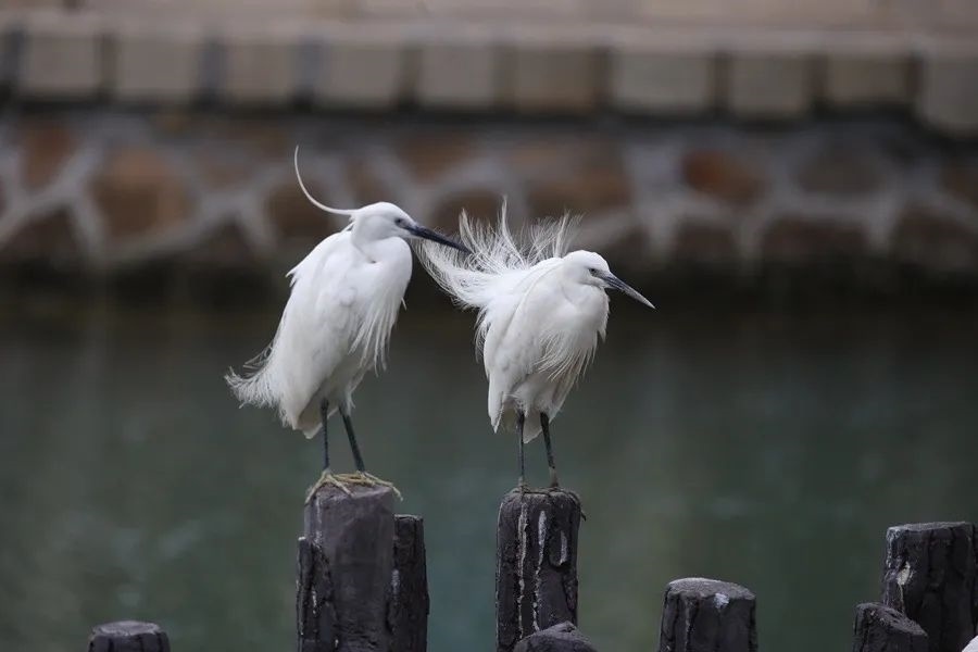 筼筜湖白鷺。人民網(wǎng)記者 陳博 攝