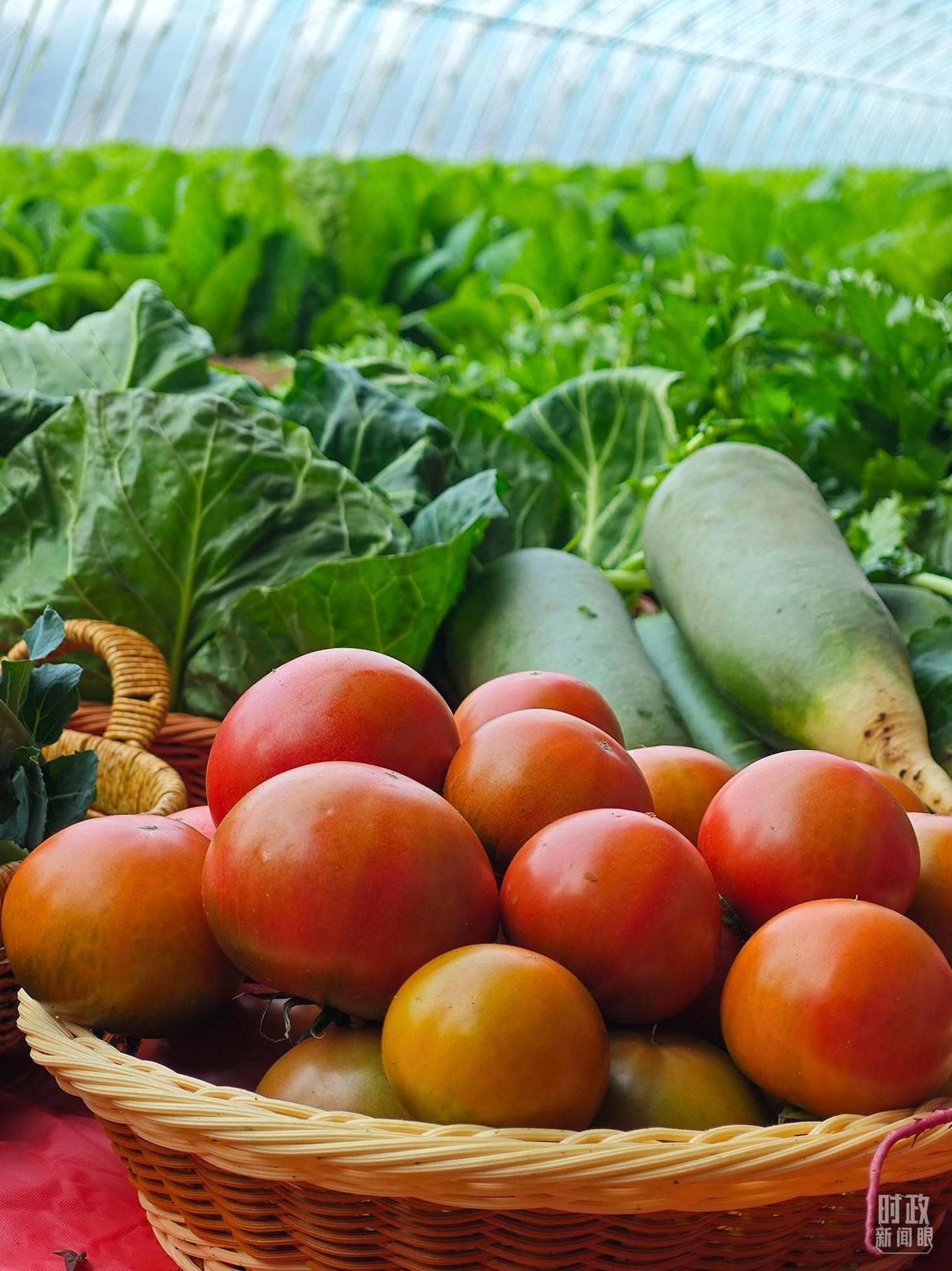 △第六埠村蔬菜大棚，蔬菜收獲頗豐。（總臺央視記者彭漢明拍攝）