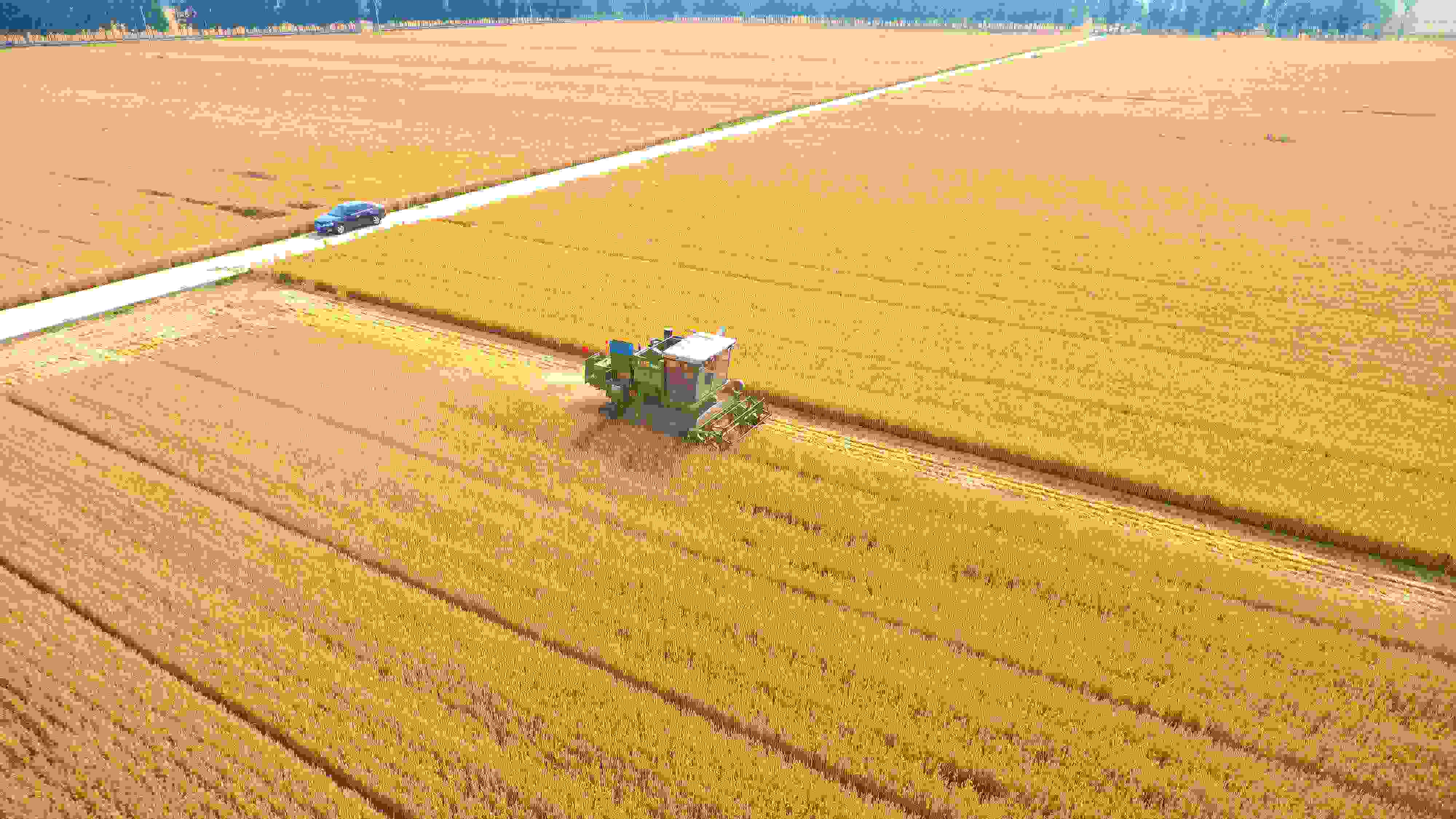 △ 2023年6月5日，山東聊城茌平區(qū)賈寨鎮(zhèn)王藥包村，收割機(jī)在田間進(jìn)行小麥?zhǔn)崭钭鳂I(yè)。