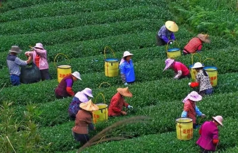 △軍營村茶農(nóng)在茶園采茶。