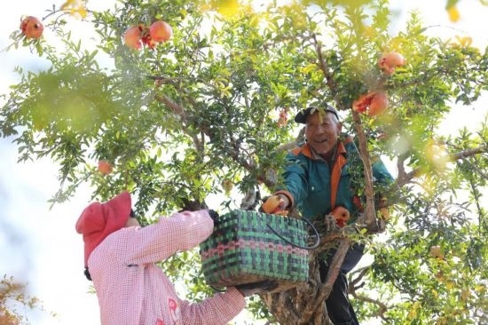 紅彤彤的石榴掛滿枝頭，農(nóng)戶們穿梭在林中采摘，享受著豐收的喜悅。