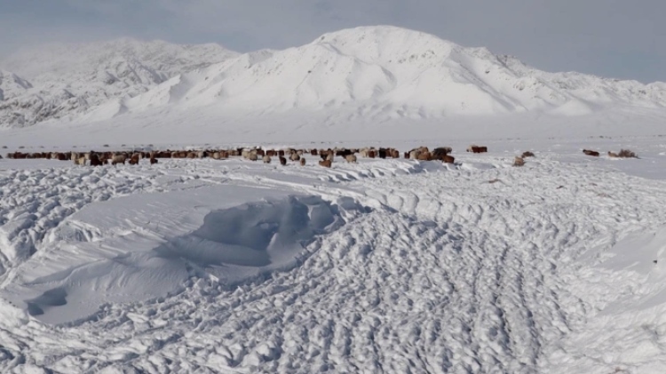 蒙古國(guó)近日發(fā)生雪災(zāi)。圖片來源：蒙政府網(wǎng)站