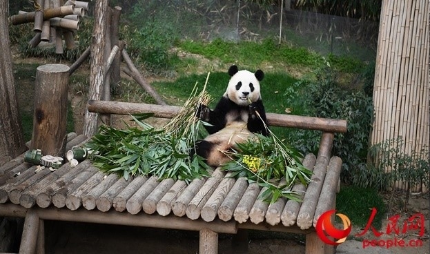 “福寶”享用新鮮的竹子。人民網(wǎng) 李帆攝