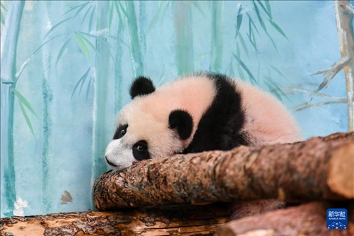 這是3月8日在俄羅斯莫斯科動物園拍攝的大熊貓“喀秋莎”。新華社記者 曹陽 攝