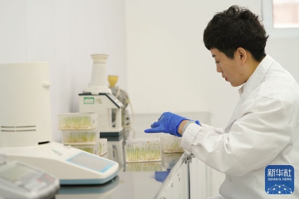 新華全媒+|“大糧倉(cāng)”黑龍江春耕備耕火熱進(jìn)行