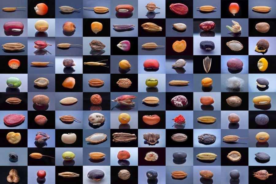 微距鏡頭下，湖南省農(nóng)作物種質(zhì)資源庫(kù)的種子千姿百態(tài)（100個(gè)種子拼版照片）。