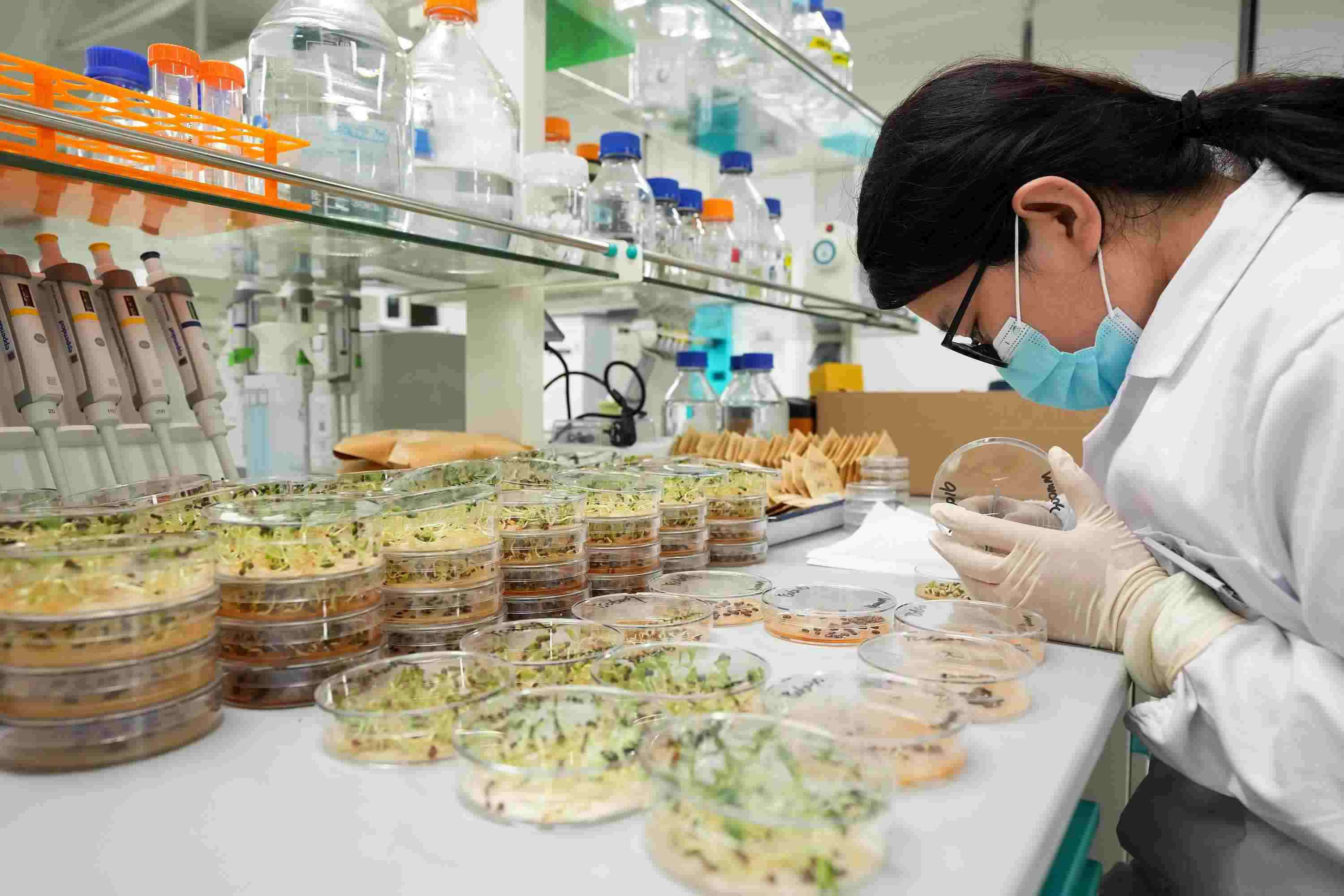 △ 海南三亞崖州灣科技城的崖州灣種子實驗室，科研人員正在觀察種子樣本。