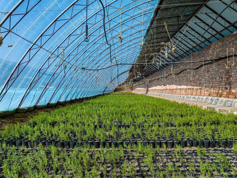 △內(nèi)蒙古一苗圃正在育苗。今年內(nèi)蒙古將投資2200萬(wàn)元保障“三北”工程種苗供應(yīng)，助力打好“三北”工程攻堅(jiān)戰(zhàn)。