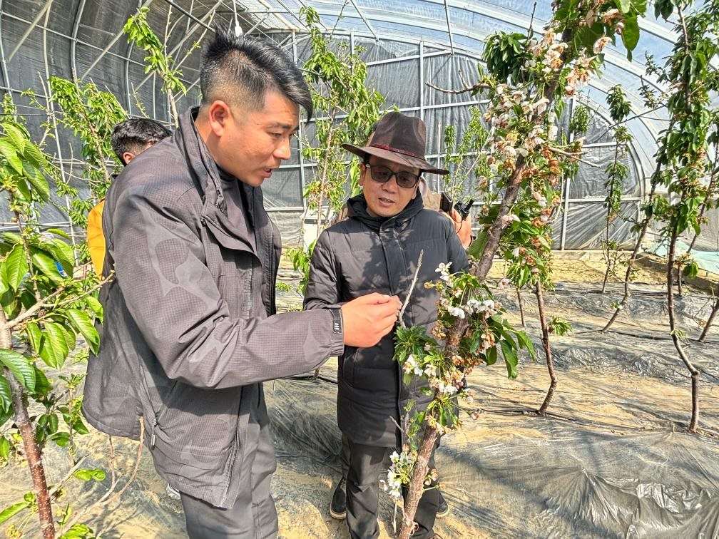 山東援藏小組及技術(shù)人員在大棚查看果蔬長勢(shì)。（受訪者供圖）