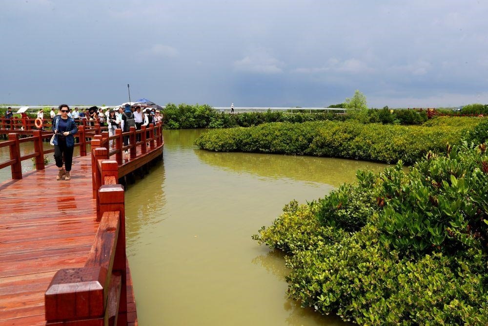△2023年6月13日，人們在廣東湛江市麻章區(qū)金牛島觀賞紅樹林。