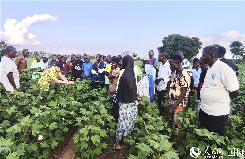 當(dāng)?shù)孛揶r(nóng)紛紛向中國(guó)專家學(xué)習(xí)技術(shù)。人民網(wǎng)記者 黃培昭攝