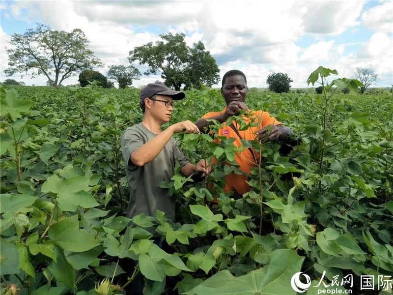 首小勇指導(dǎo)當(dāng)?shù)剞r(nóng)民種植棉花。人民網(wǎng)記者 黃培昭攝