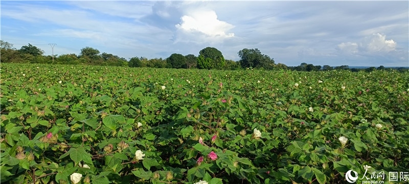 中國(guó)技術(shù)培養(yǎng)的當(dāng)?shù)孛藁ㄌ?。人民網(wǎng)記者 黃培昭攝